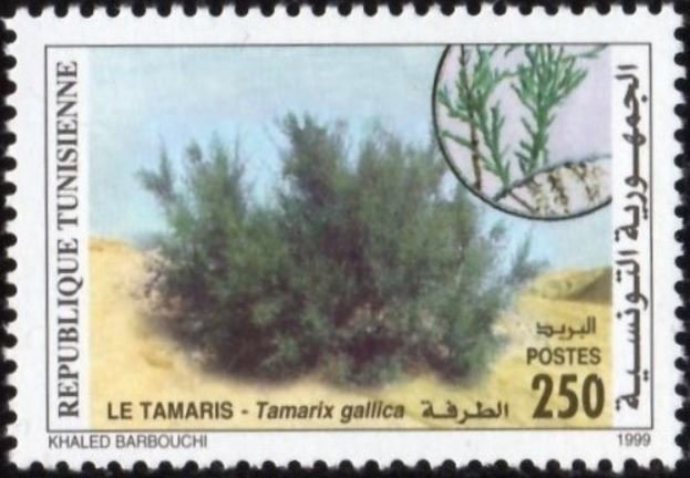 Stamp